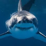 novaShark
